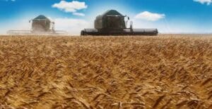 إنتاج القمح السوري يسجل ارتفاعًا بنسبة 15% في 2025