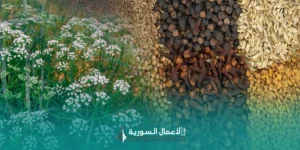 المحاصيل عالية القيمة في سوريا: لماذا تتجه الأنظار إلى اليانسون والكمون وحبة البركة والكزبرة؟