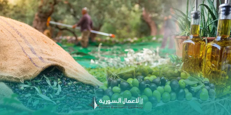 سلاسل القيمة الزراعية القابلة للتصدير في سوريا: من الزيتون إلى الجودة والتعبئة وربط الأسواق