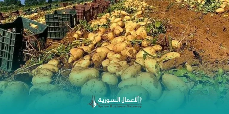 استيراد البطاطا إلى الواجهة: هل يكسر القرار الاحتكار ويعيد التوازن للأسواق؟